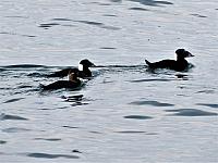 IMG 6191