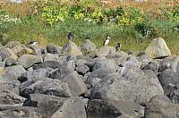 IMG 8242