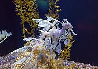 Sea Dragon