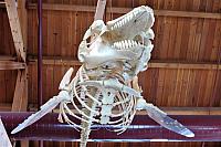 IMG 1669