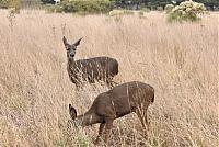 IMG 3493