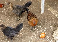 IMG 4289