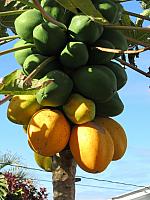 IMG 6514