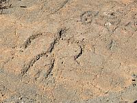 IMG 6599