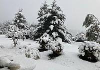 Xmas1