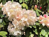 IMG 0478