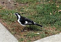 IMG 8651
