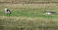 IMG 9068 (2)