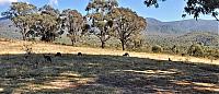 Tidbinbilla