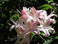 IMG 0757